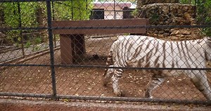 Video Stok Sad Mistreated Animals Caged Zoo Cruelty (100% Tanpa Royalti) 1045460212 | Shutterstock