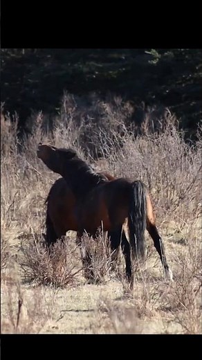FLEHMEN RESPONSE wild stallion with a mare in heat