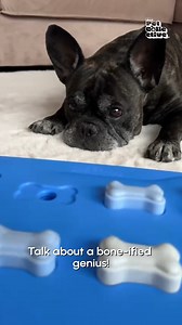 Watch this little guy crush the toy puzzle game for treats! 🐶💡 | Try Not to Laugh