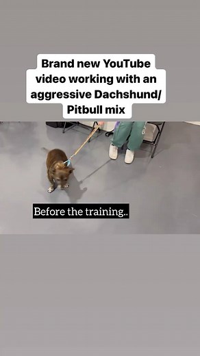 68K views · 1K reactions | Dachshund/ Pitbull mix.. | The Dog Daddy | Facebook