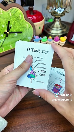 Color-Coded Anatomy Flash Cards for Easy Study