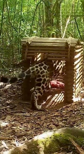 Jaguar's Instant Regret Inside Log Trap 🐆 #Shorts