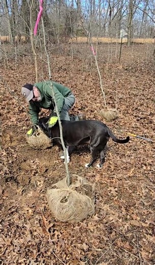 E 11 transplanting trees #shorts