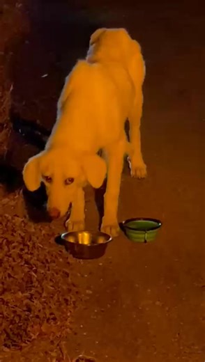 75K views · 3K reactions | Locals have been feeding this sweet,...