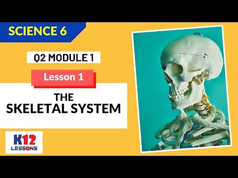 Science 6 Quarter 2 Module 1 Lesson 1 - The Skeletal System