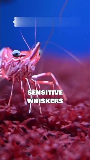 Meet the Seal: Marine Mammals That Adapt Anywhere