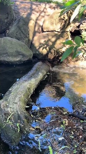 Slow Creek Flowing Through Grass Watch a slow-moving stream glide gently through the grass in a