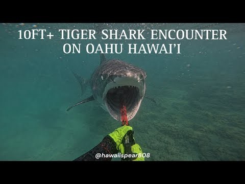 Close Encounter With a Massive 10FT+ Tiger Shark | Hawaii Spearfishing