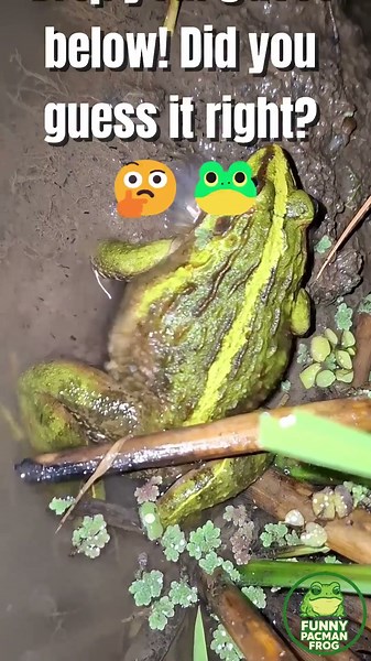 What’s That Sound? Funny Pacman Frog Making Noise! 🐸😂