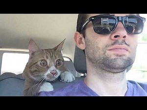 When your CAT being overly DRAMATIC 😂