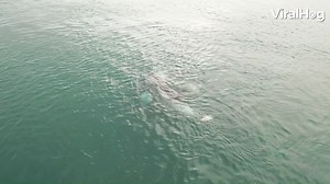 It still boggles my mind that narwhals actually exist! 😲🦄🌊 | ViralHog