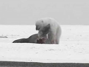 2.1K views · 23 reactions | Walrus vs Polar Bear vs Bear | Animal World | Facebook