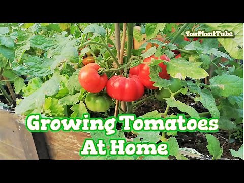 How to Grow Tomatoes from Seeds | DIY Pallets Planter box