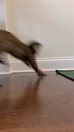Kitten trying to catch a mouse