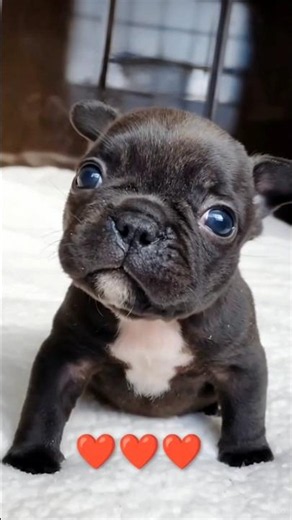 Quando i bulldog francesi sono piccoli così 🥰 #frenchie #puppies #shorts