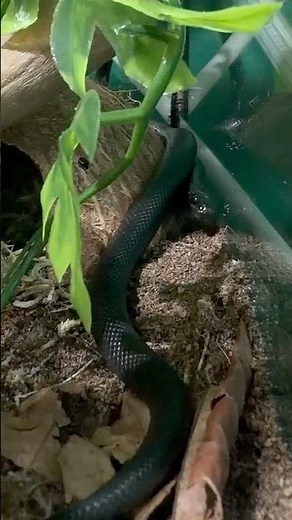 Mexican Black Kingsnake 🖤 #snakes #reptiles #snakespecies