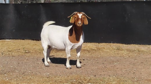 So so hard to sell this doe but she's in our 27 November Auction. | Cleveland Boer Goats