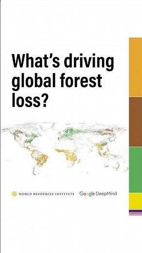 What Causes the Most Forest Loss Around the World?