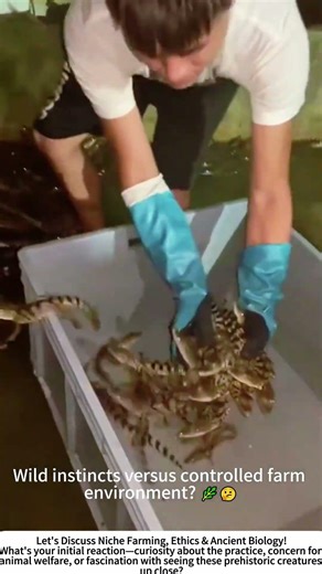 Raising the Ancient Ones: Inside a Crocodile Farm 🐊🏞️