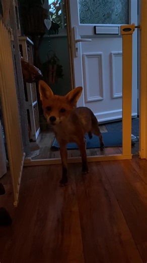I had a visitor tonight. Hey buddy #fyp #fantasticmrfox #zyxbca