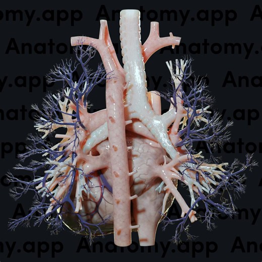 The heart is a thick, muscular organ that is composed of four chambers and is located in the thorax. It is situated between the lungs in the middle compartment of the inferior mediastinum, known as the middle mediastinum. The heart is the central organ of the cardiovascular system. It acts as a pump that maintains unidirectional blood flow through the two circulatory systems: the systemic and pulmonary.💡 Learn human anatomy fast at Anatomy.app!🧠 https://anatomy.app #anatomy #medschool #medstud