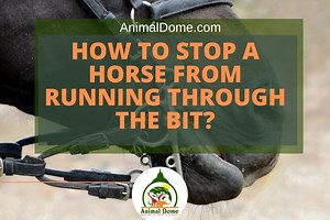 How to Stop a Horse From Running Through the Bit? - Animal Dome