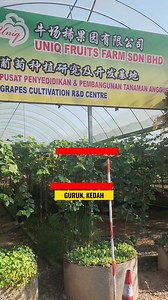 JOM PETIK ANGGUR DI GURUN | Dato Dr Ismail Salleh