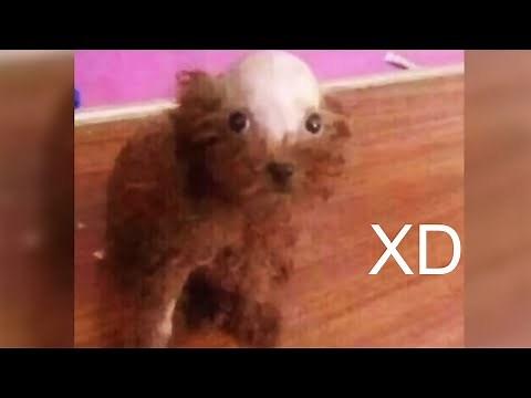 SI TE RÍES PIERDES 😎 [999.99 IMPOSIBLE NO REÍRSE] 😅 Videos De Risa #3