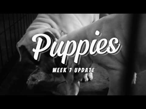 American Bulldog Puppies -Week 7 Update