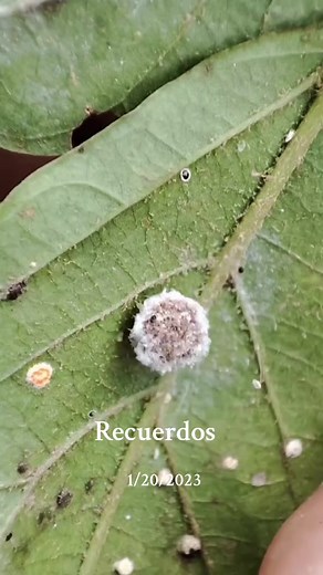 Insectos y sus curiosidades: un ejemplo de vida