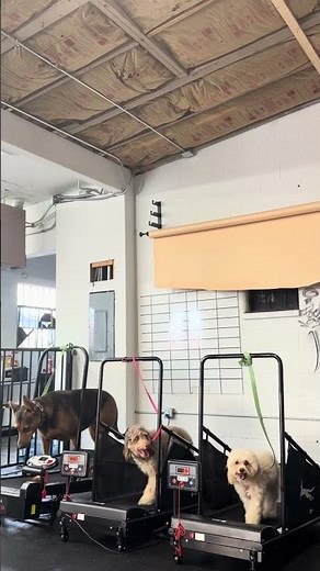 Chocolate Lab Loves The Slat Mill || ViralHog