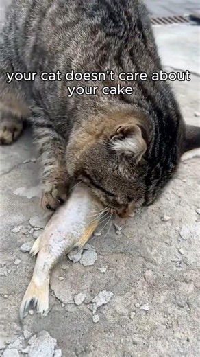 Why Cats Ignore You at Dinner! 😹🍽️ #animalfacts #cats