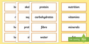 Year 3 Animals Including Humans Scientific Vocabulary Cards