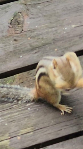 Crazy speed and peanut grabbing ability of a chipmunk. #shorts
