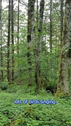 Birds Singing on the Hike to Poo Poo Point in Issaquah, Washington