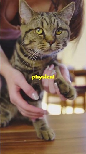 The Truth About Declawing Cats