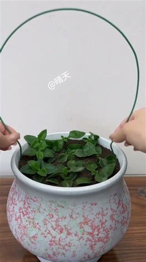 Peony Hanging Orchid Basket Planting Tutorial! #PlantingTips #FlowerGrowthFun Facts