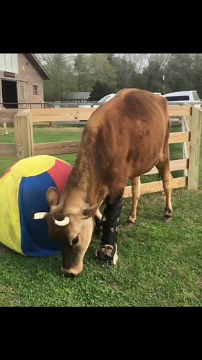 BionicPets on TikTok