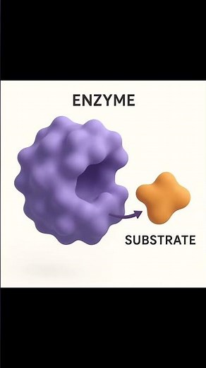 #Enzymes#lock and Key#Proteins#Biochemistry#shorts#science#amylases#metabolism#reactions#kknowledge