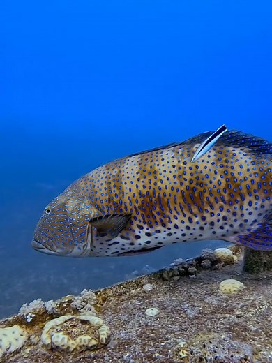 Exploring the Teachings of the Quran with CapCut