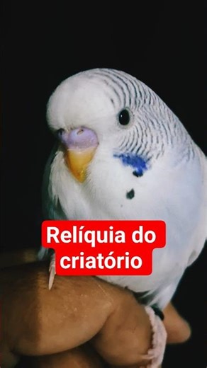 A beautiful blue line pet parakeet! #pets #budgies #budgerigar