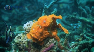 20K views · 295 reactions | This beautiful orange frogfish just hangs...