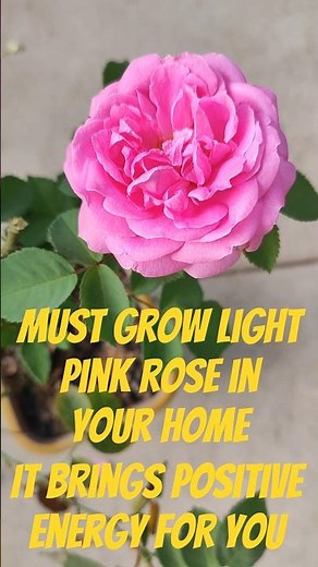 Light Pink Rose #rose #pink #viral #trending #plants #gardening
