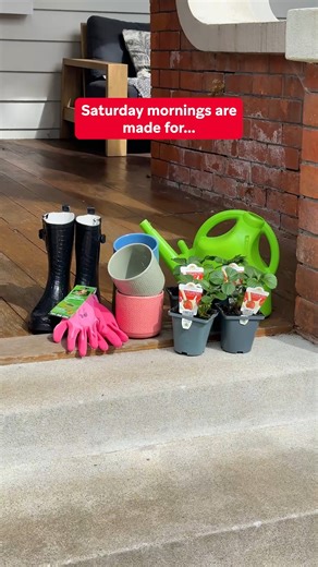 This is your sign to plant strawberries this spring 🌱🍓 | The Warehouse