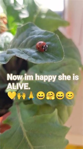 ladybug playing dead #insects #playingdead