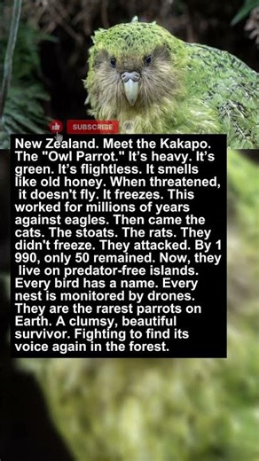 The Parrot That Forgot How to Fly | Extinct & Rare Animals