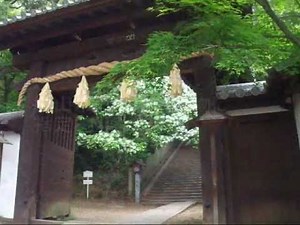 ナンジャモンジャの木 愛媛県松山市 東雲神社