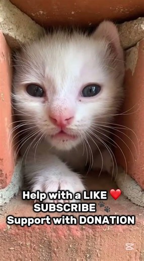 Tiny Kitten Stuck — Please Help ❤️