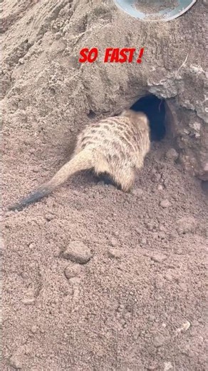 This Mongoose Builds a Hole FAST!