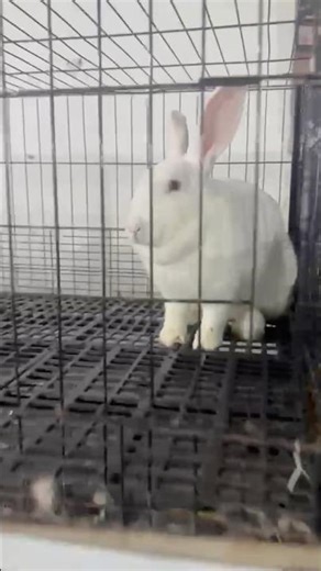 Rabbits farming new zealand white german giant